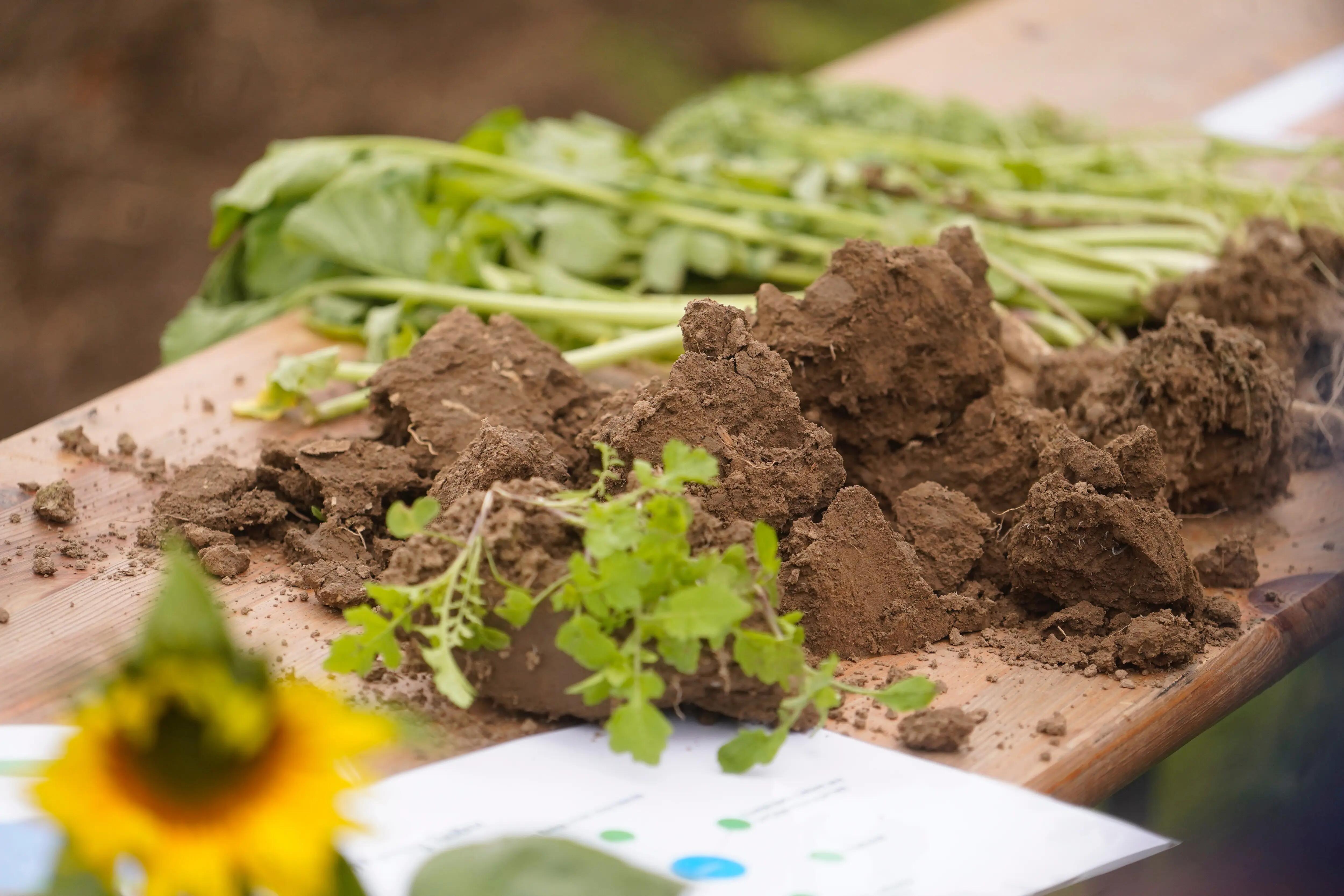 Soil health