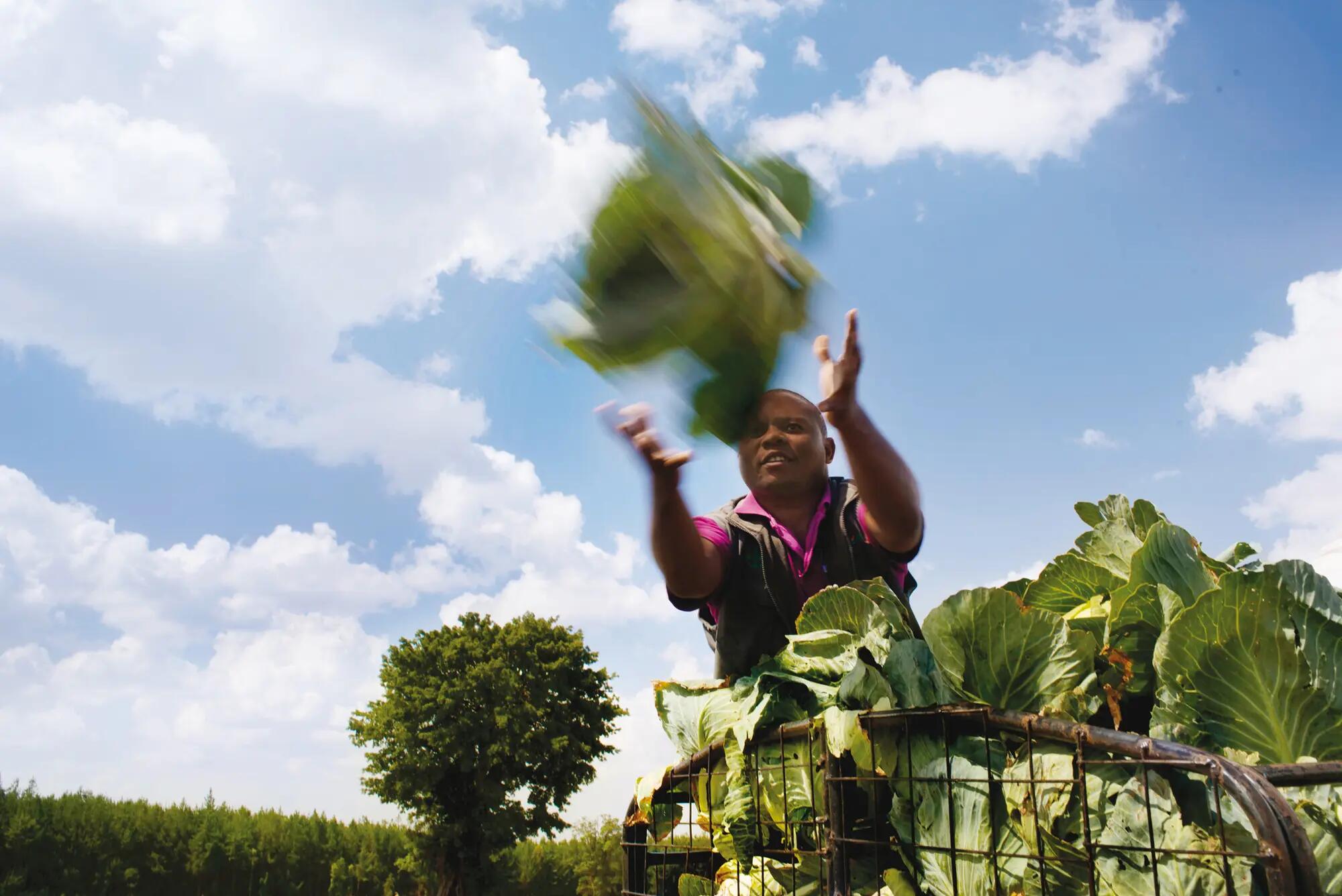 Farmer at harvest