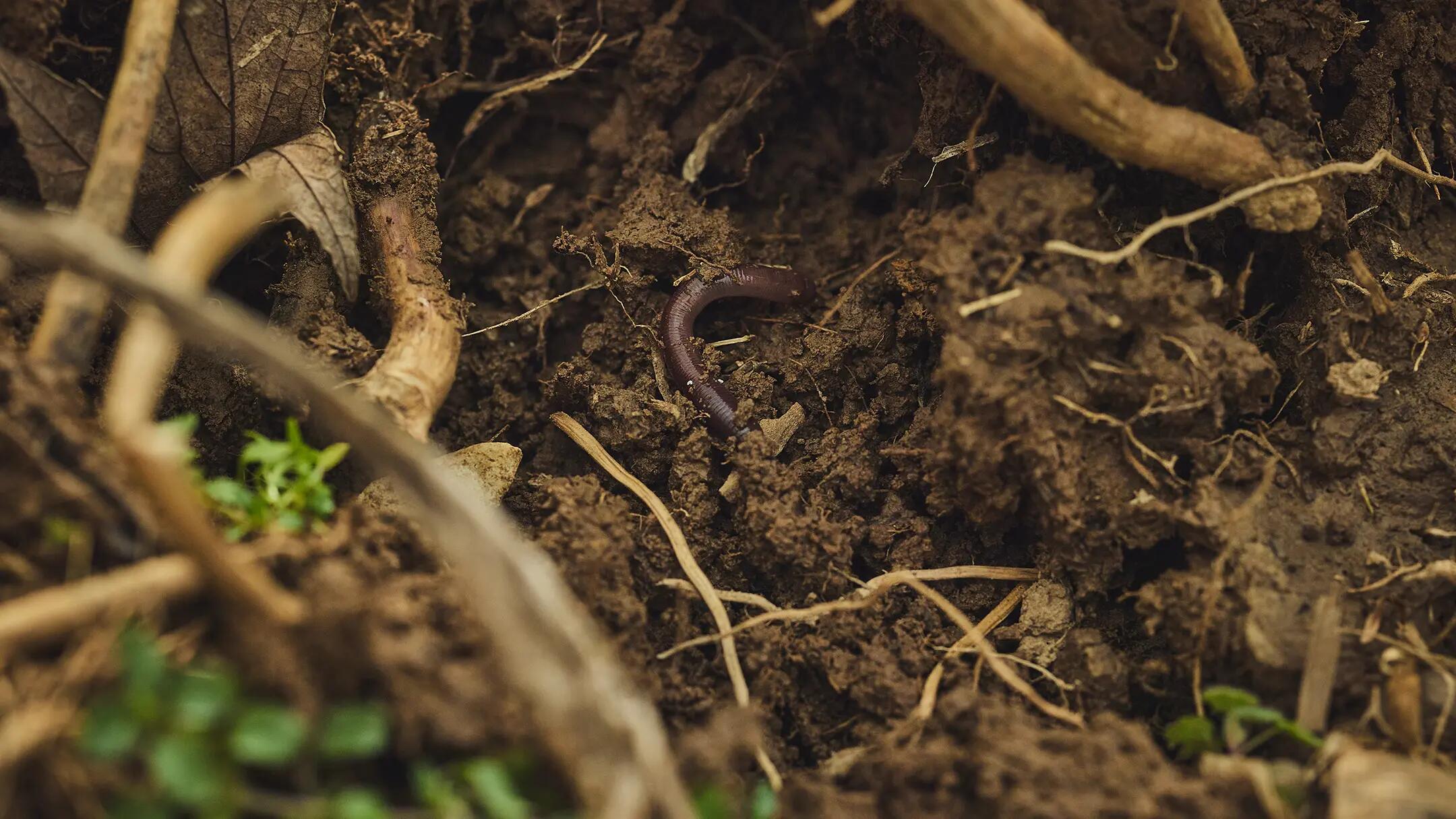 Soil health