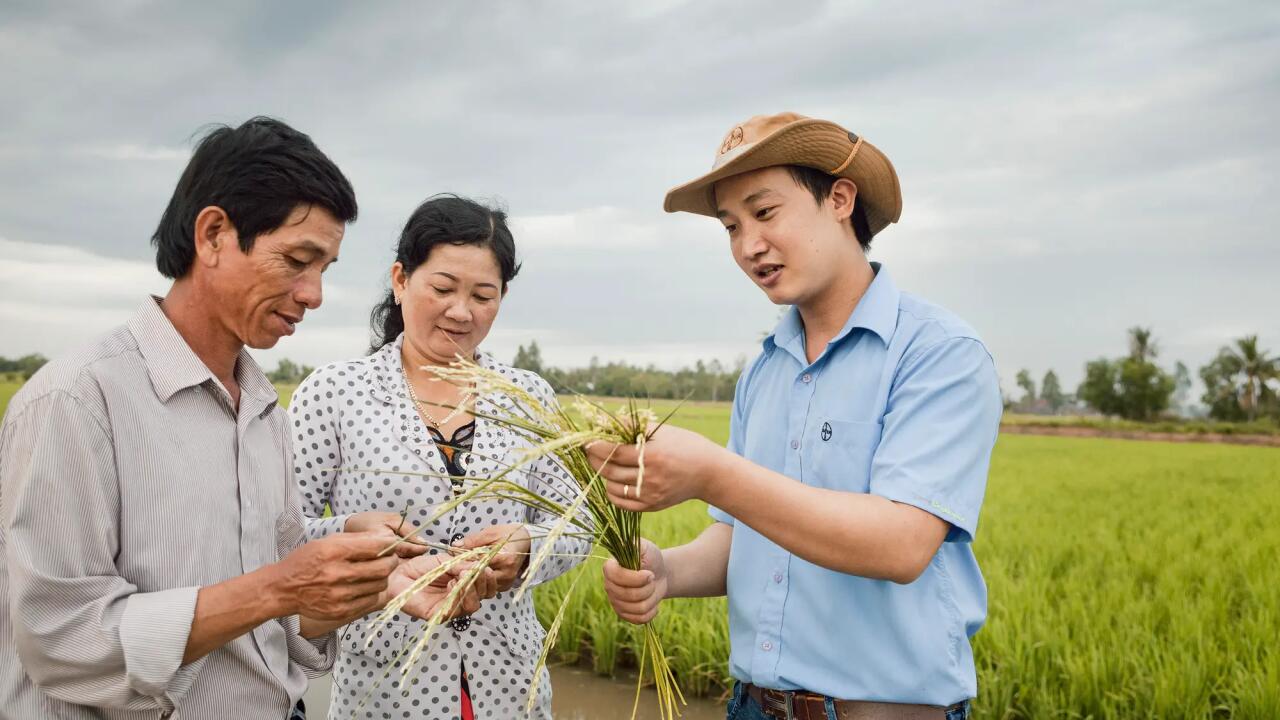 Consultant with farmers in rice field