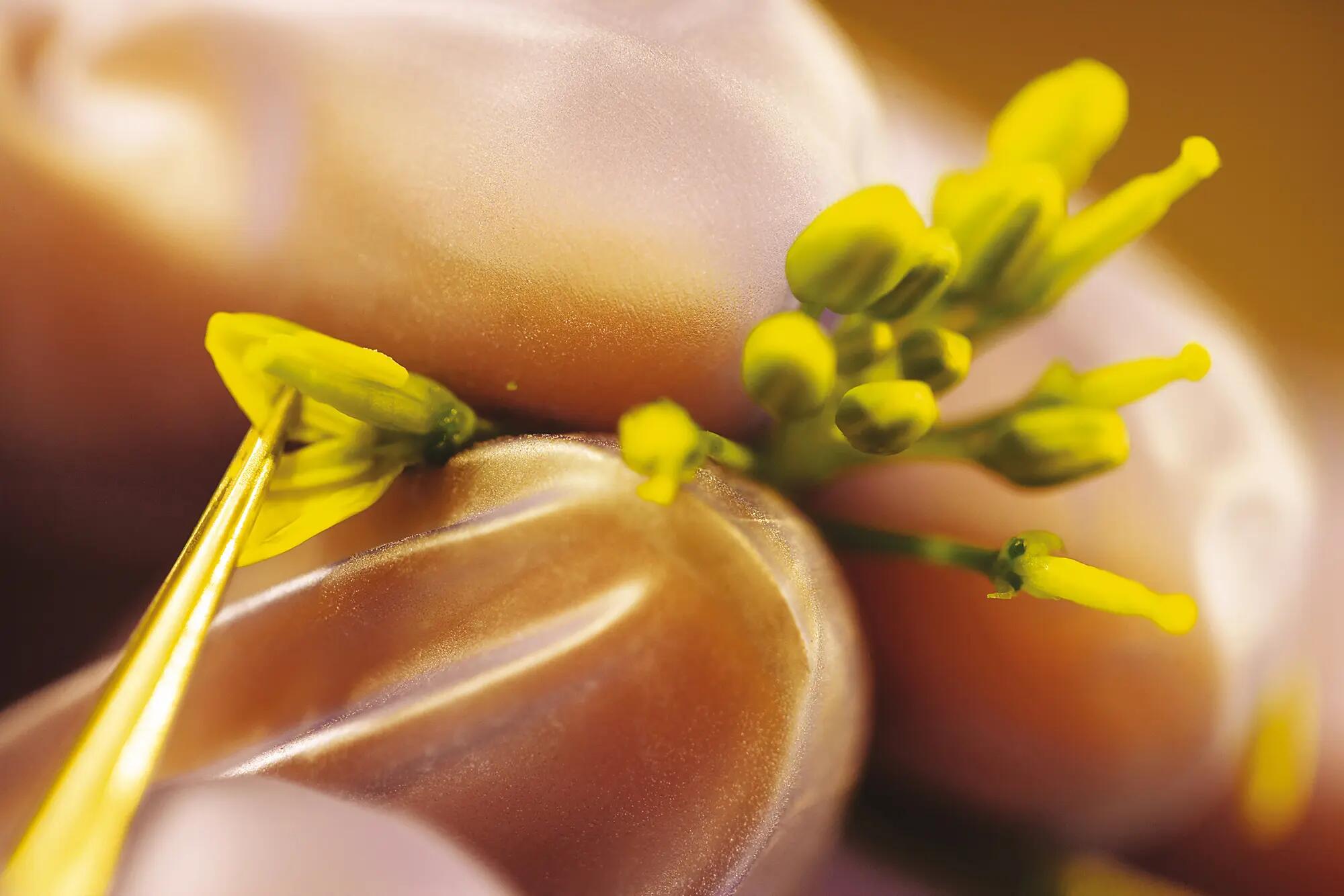 Stamens of a canola flower