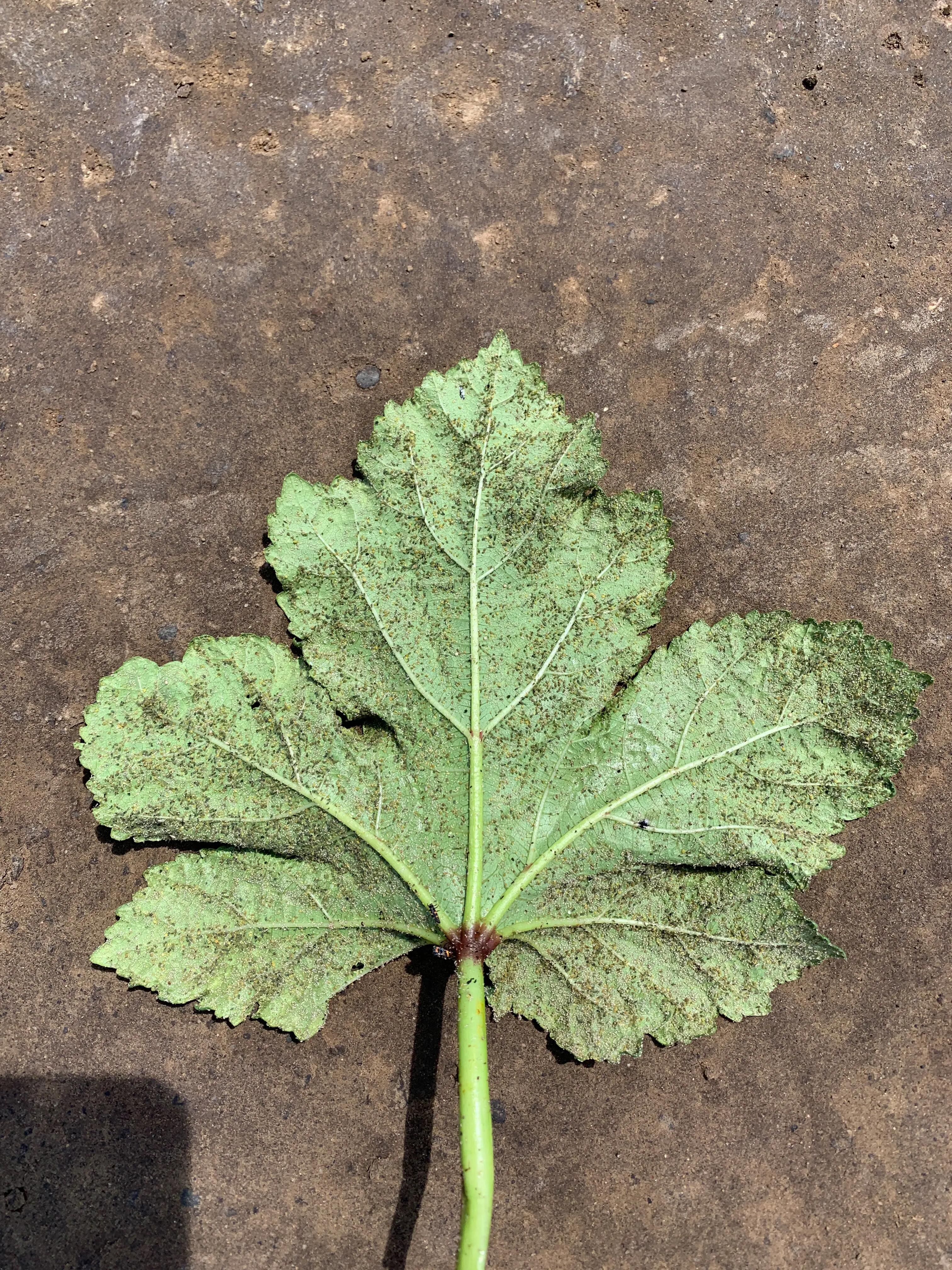 Okra plant untreated.