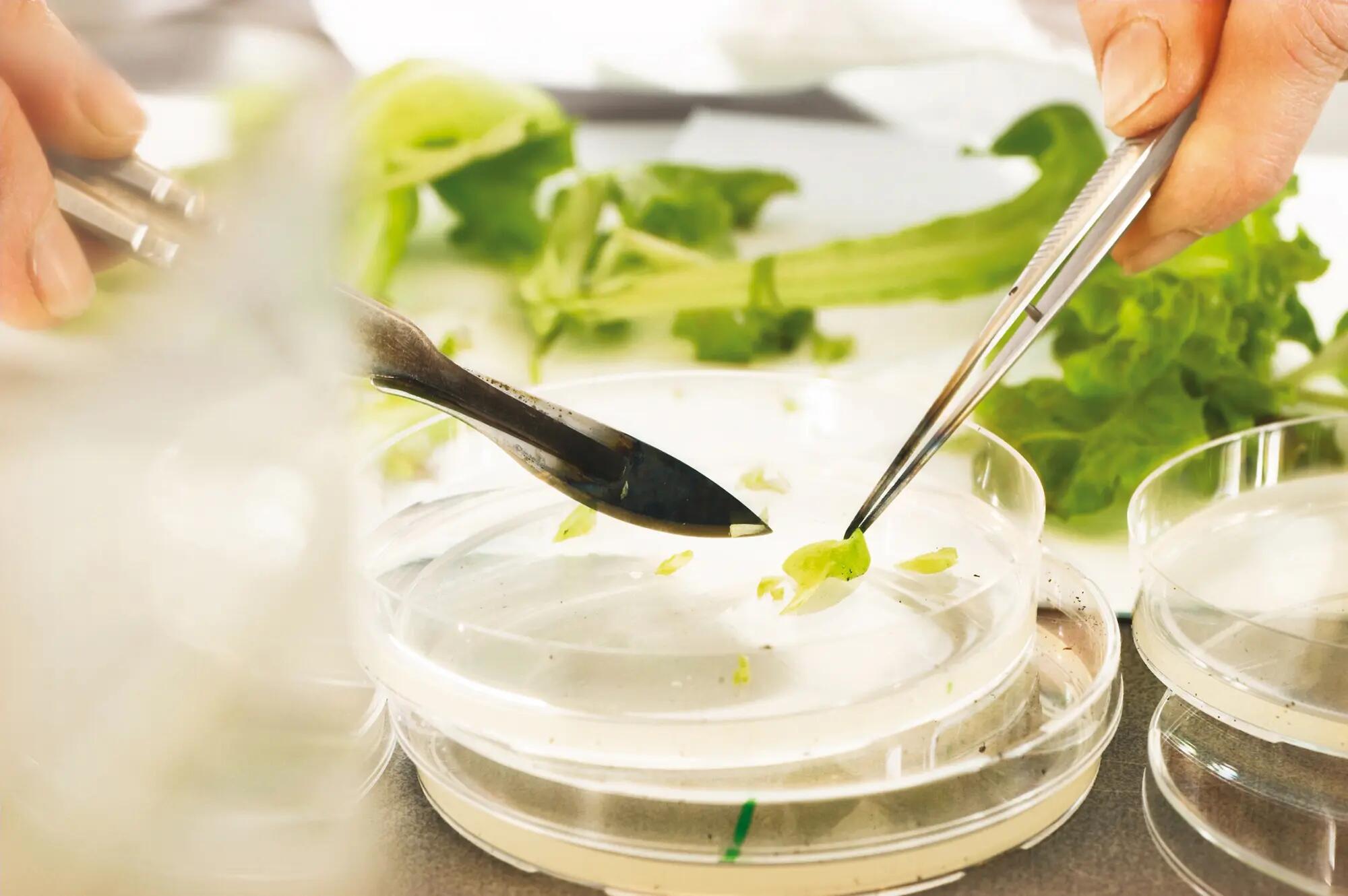 Preparation of plant samples