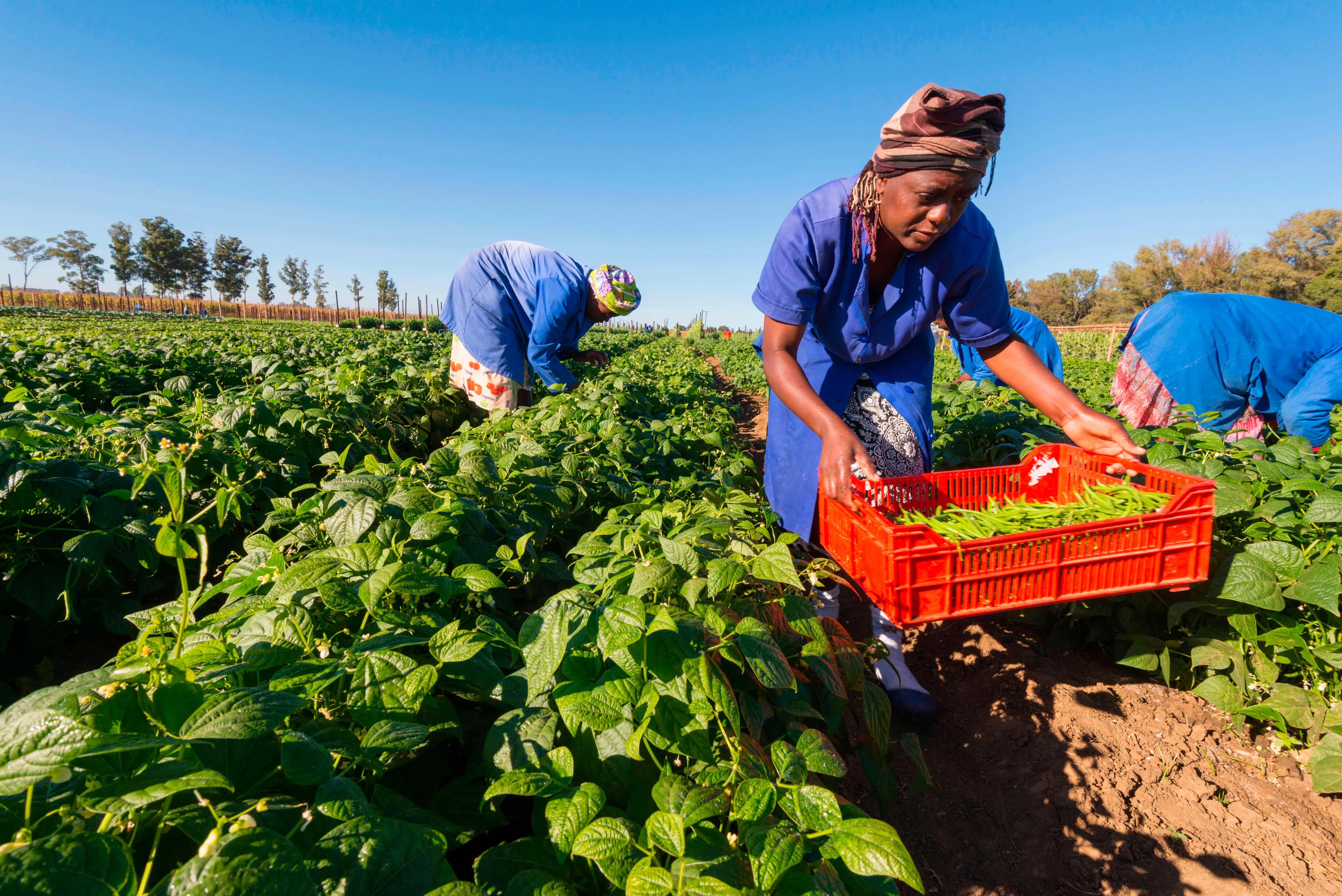 A commercial vegetable farm in Harare, Zimbabwe.