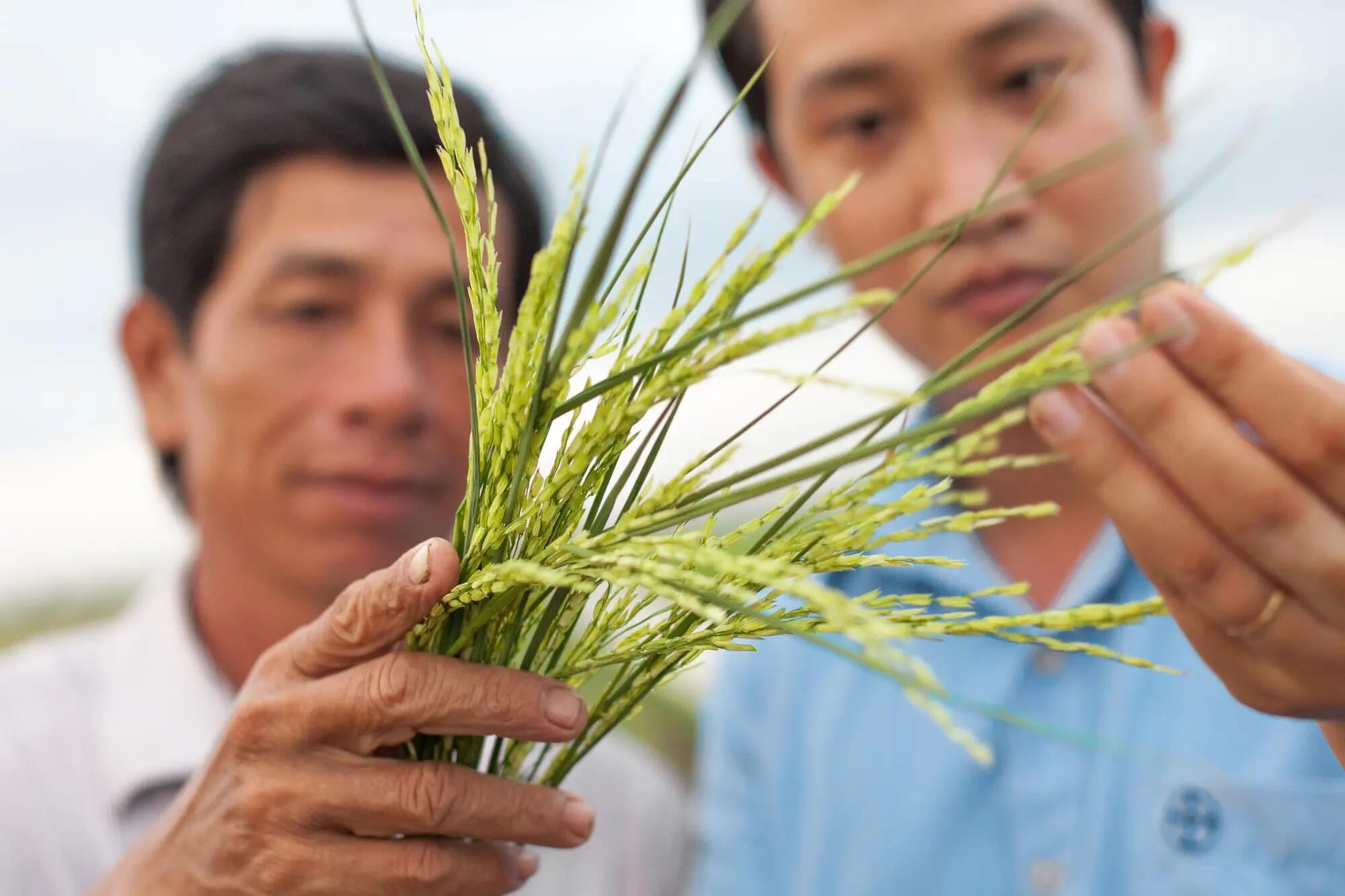 Consultant and farmer checking plant