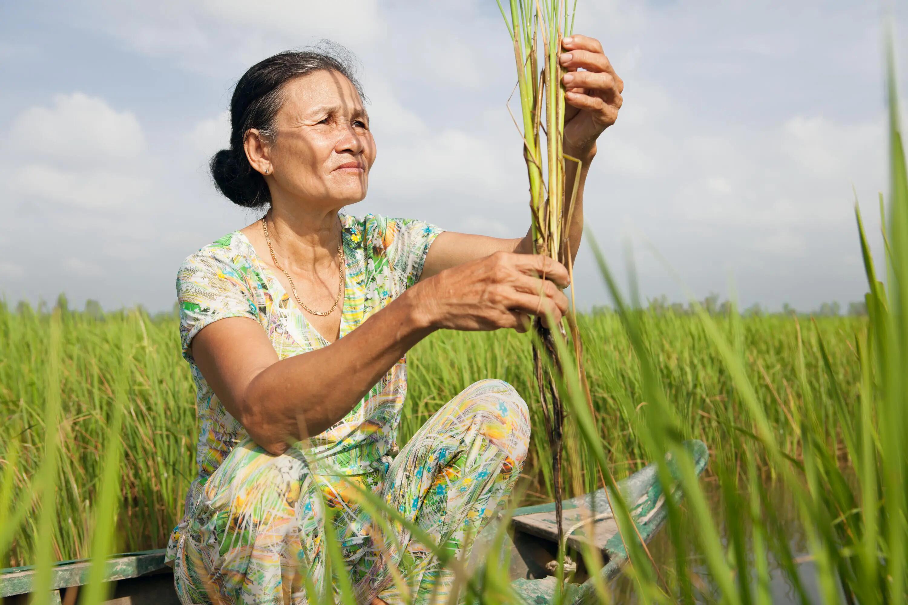 Rice farmer in Vietnam