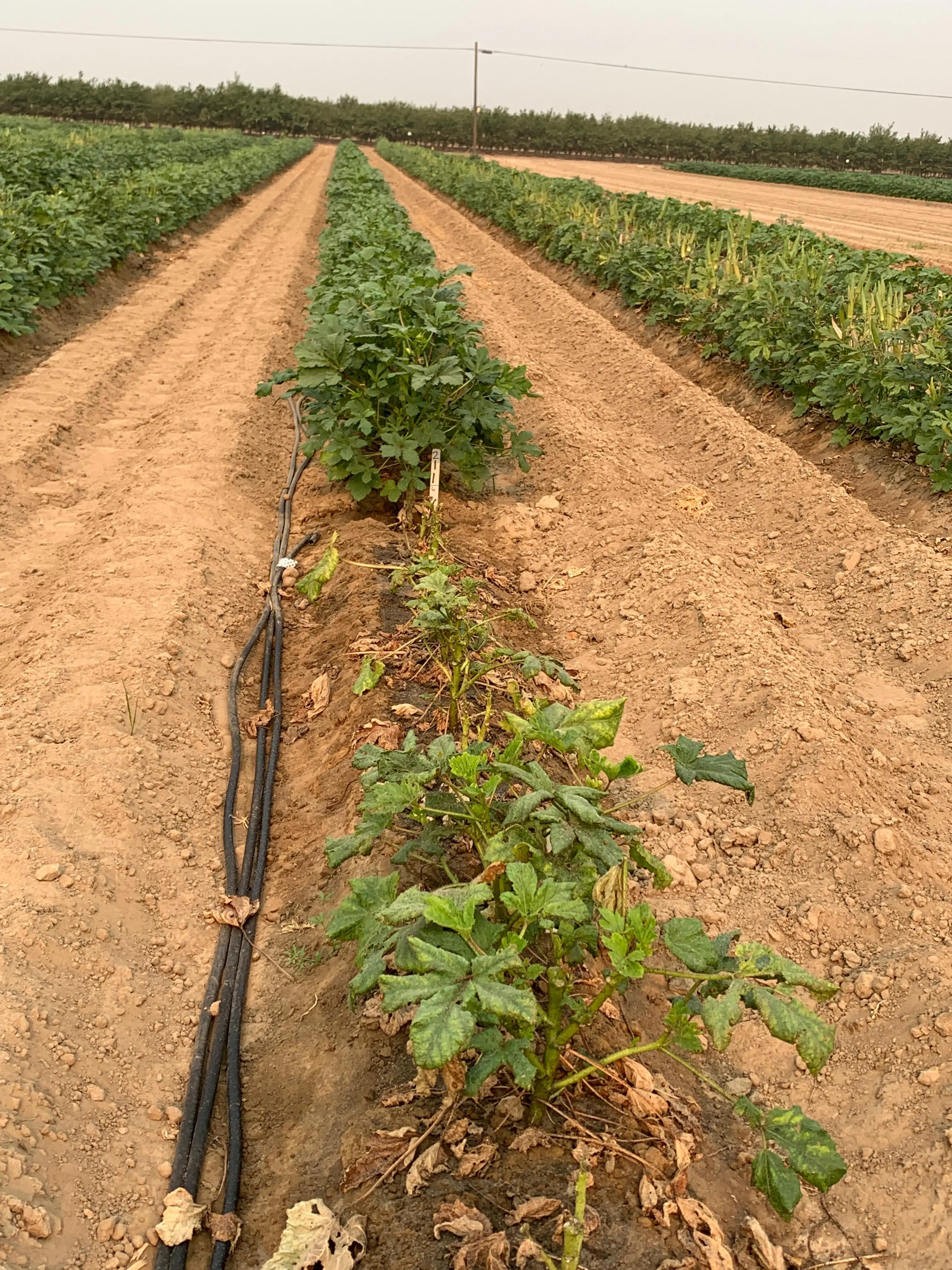 Okra field treated with Plenexos insecticide including comparison to untreated part.