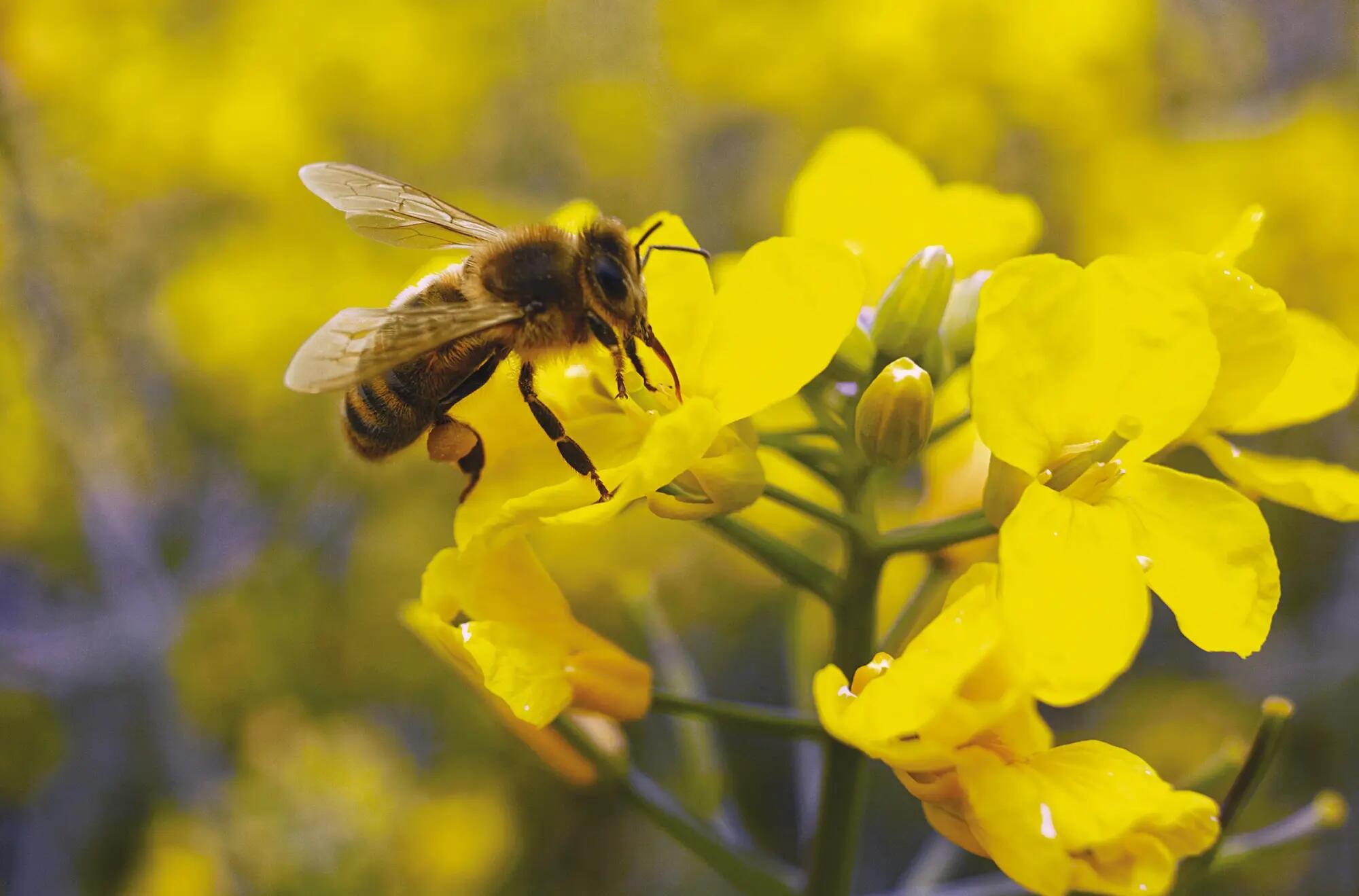 Honey bee on rape flower