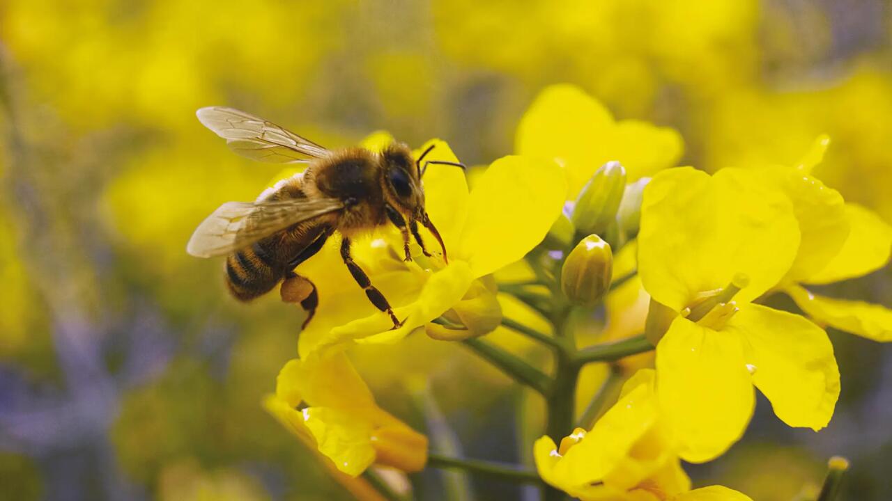 Honey bee on rape flower