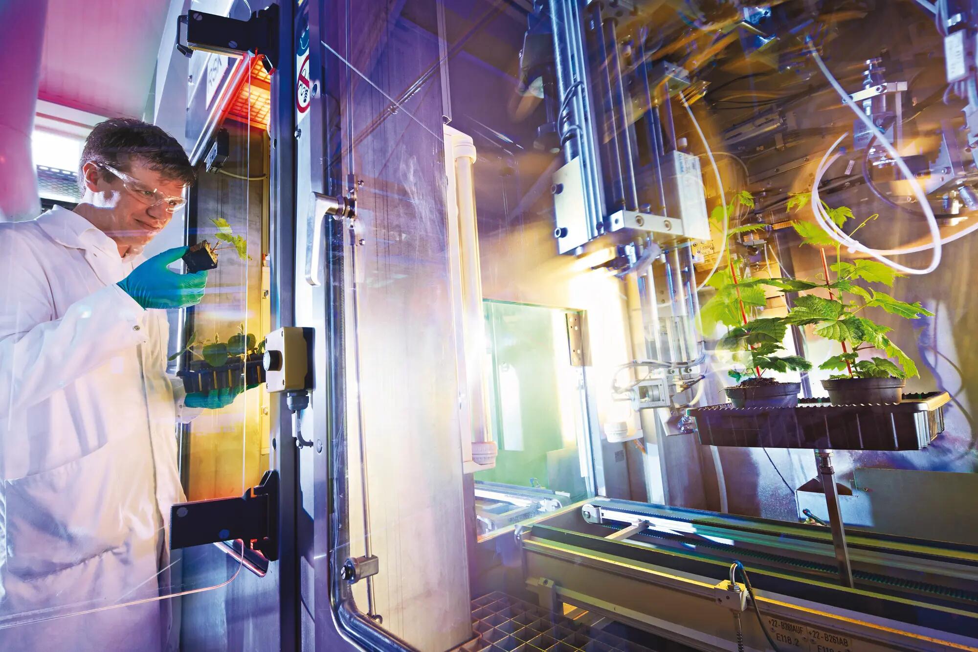 Researcher with grape vine