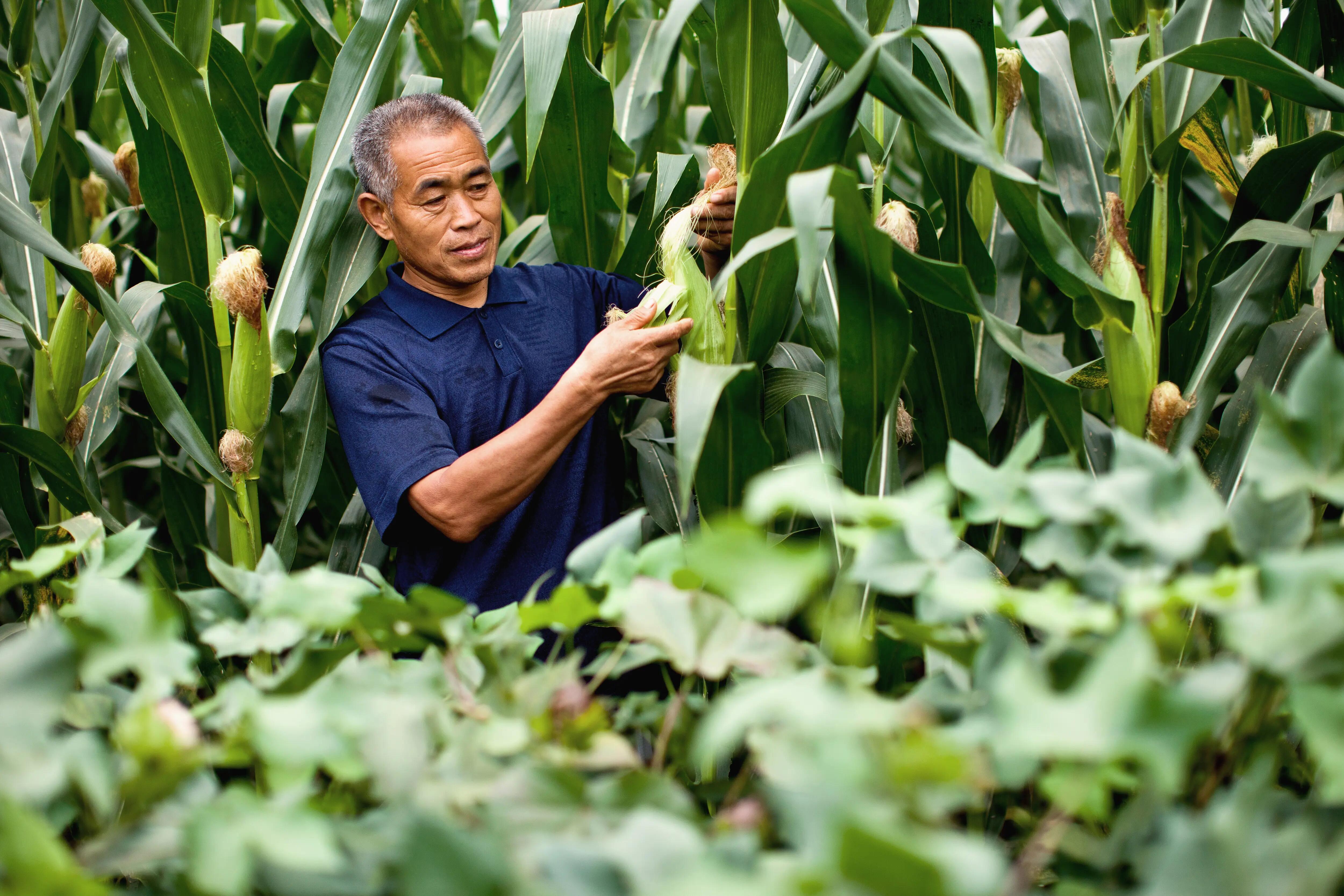 Farmer inspecting the health condition of a corn
plant.