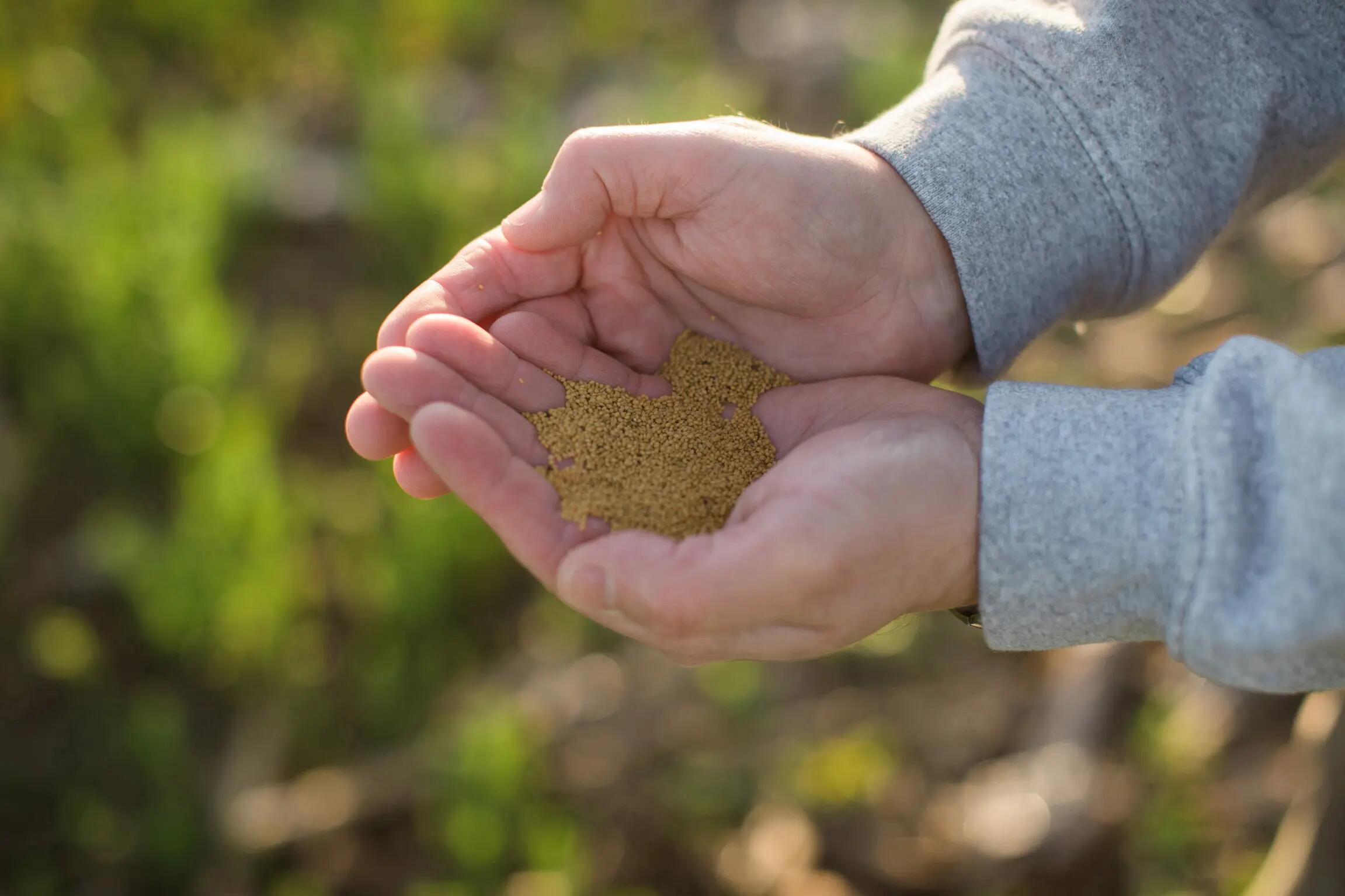 The new CoverCress™ cash crop has the potential to decrease nitrogen loss, help store carbon in the soil and improve soil health.