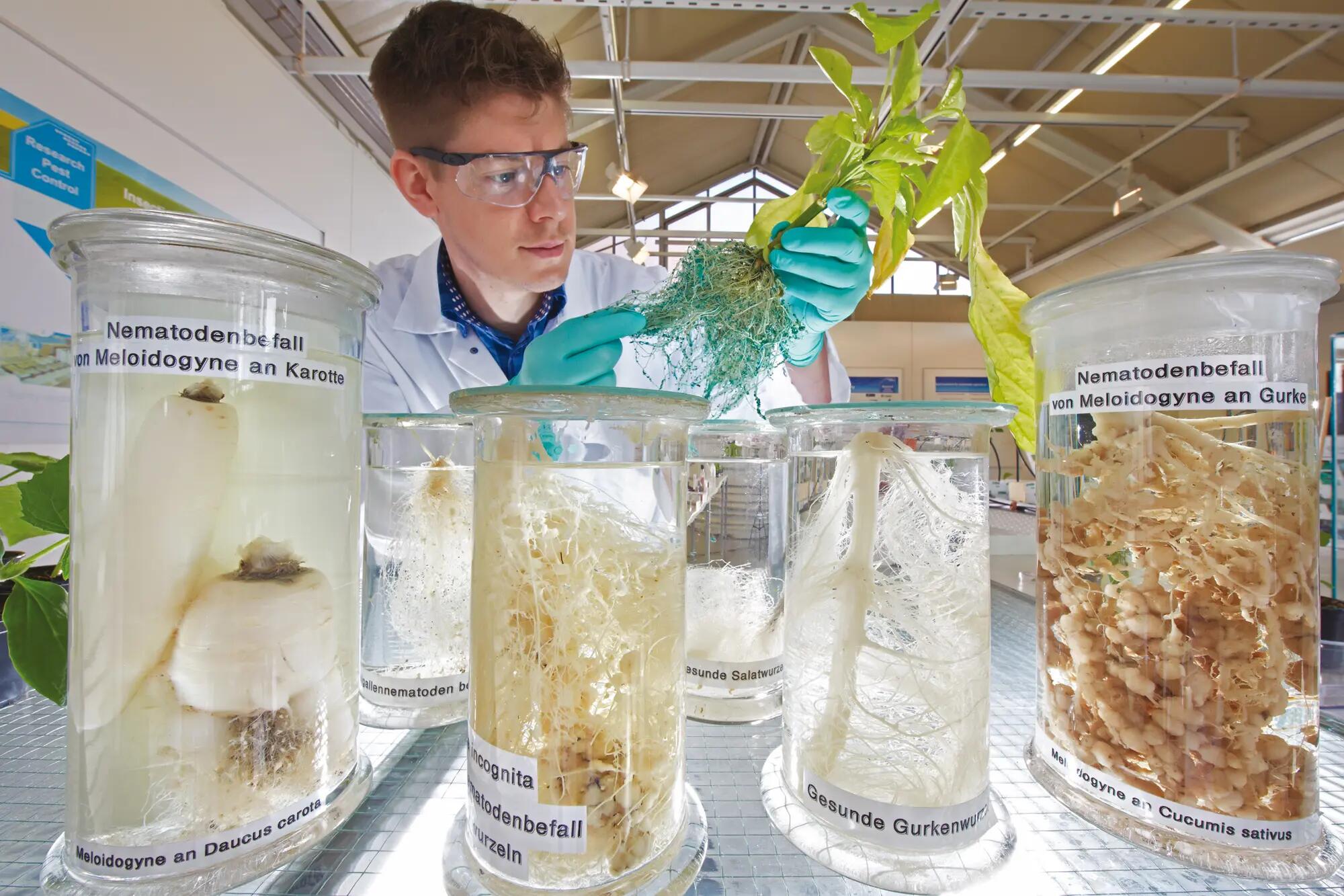 Bayer researcher examines plants