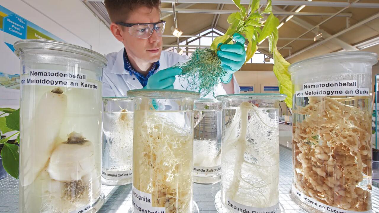 Bayer researcher examines plants