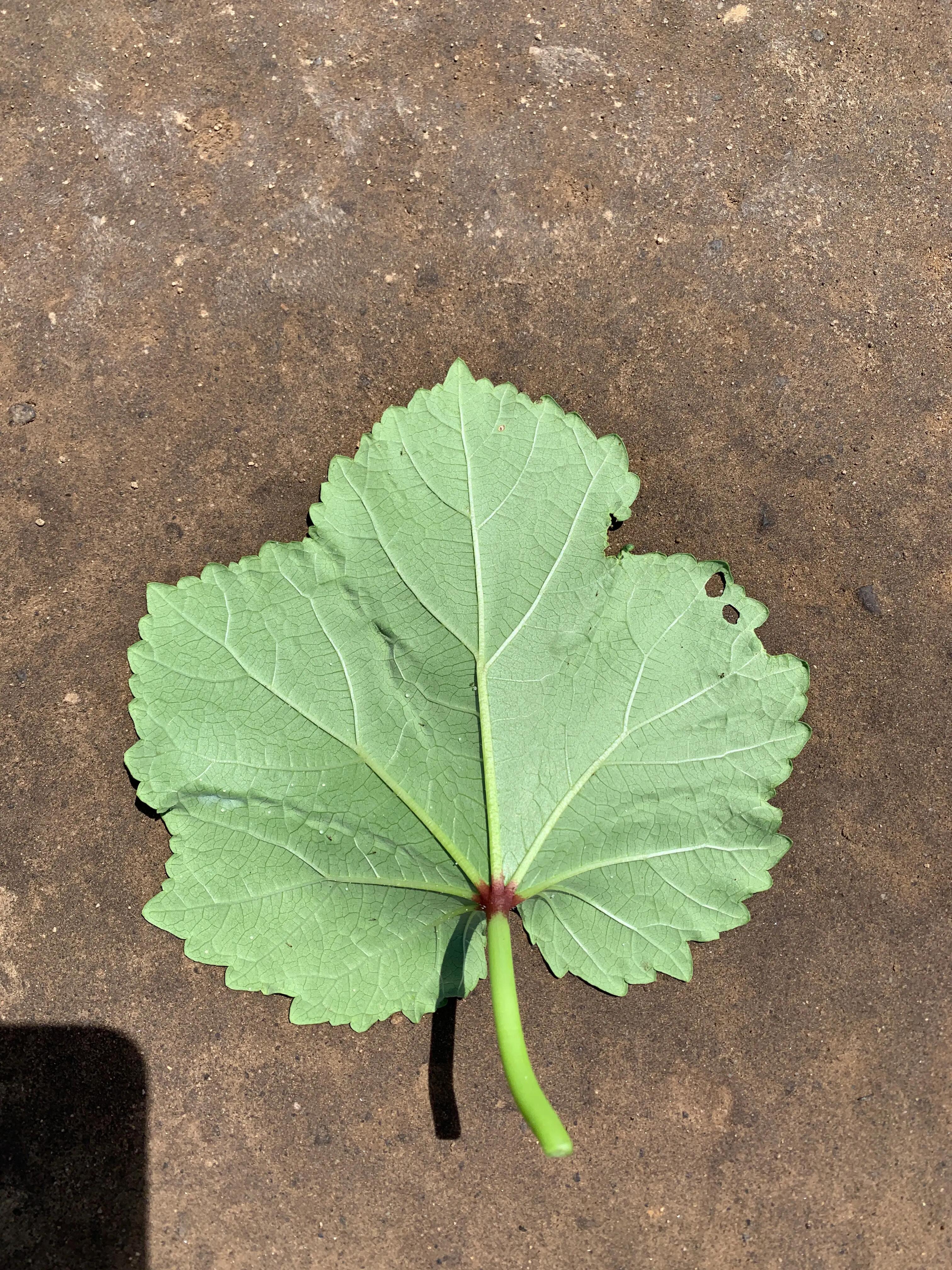 Okra plant treated with Plenexos insecticide.
