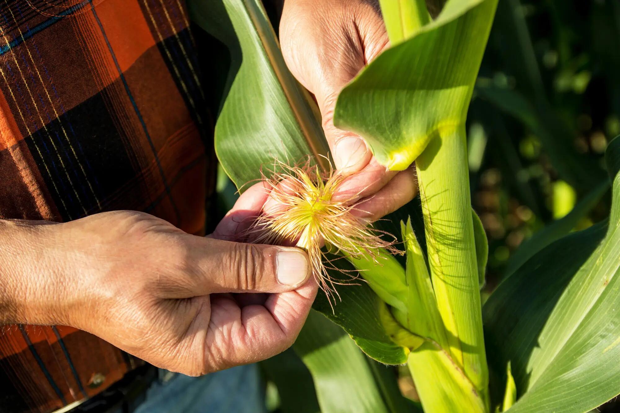Farmer inspecting corn plant