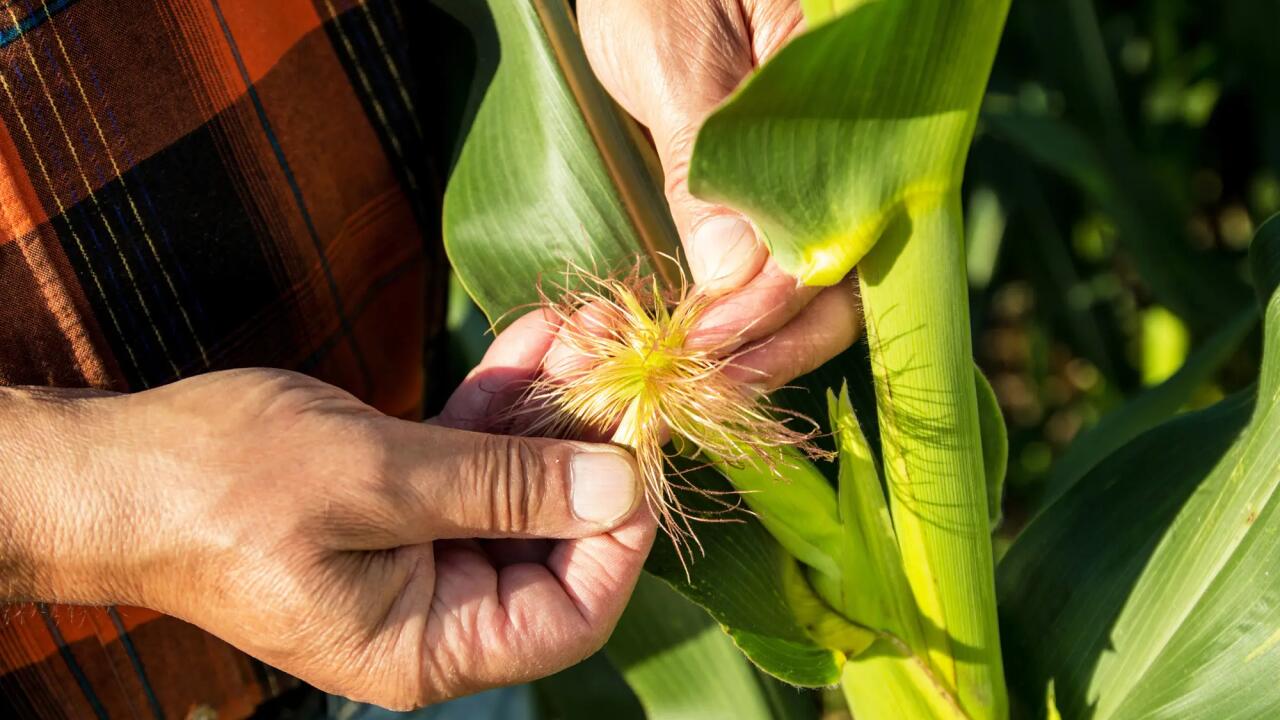 Farmer inspecting corn plant